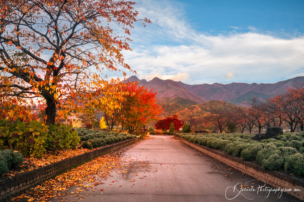 Mount Fuji Spectacular morning on an autumn path on the side of Lake Kawaguchi